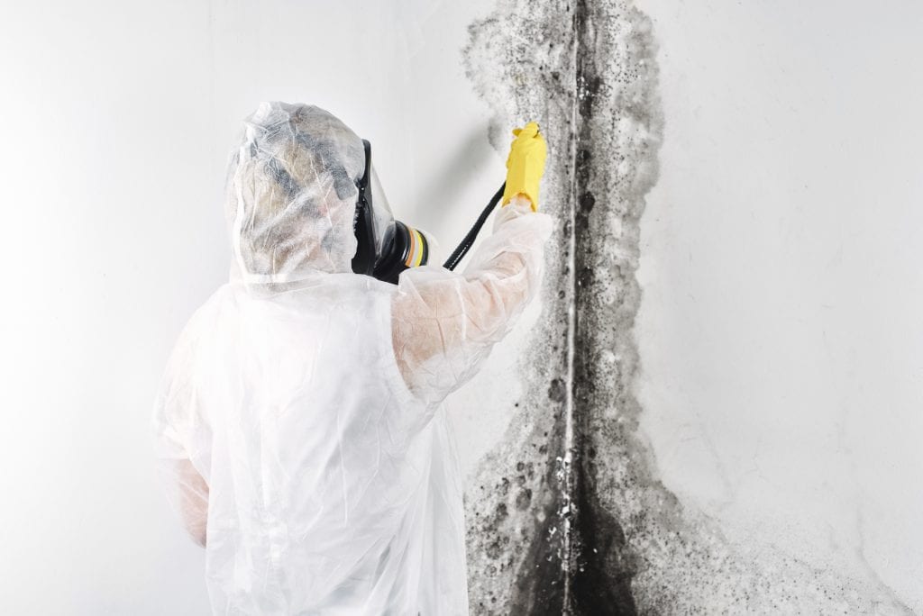 Mold Removal Services 